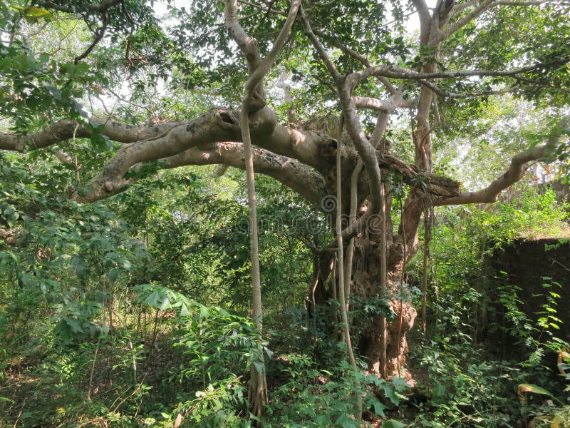 photo stock un grand arbre dans la jungle image