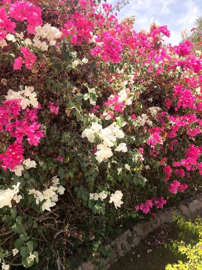 Un grand bel arbuste luxuriant, une plante tropicale exotique avec les fleurs blanches et pourpres, roses avec les pétales sensib photographie stock Un grand bel arbuste luxuriant, une plante tropicale exotique avec les fleurs blanches et pourpres, roses avec les pétales sensib photographie stock