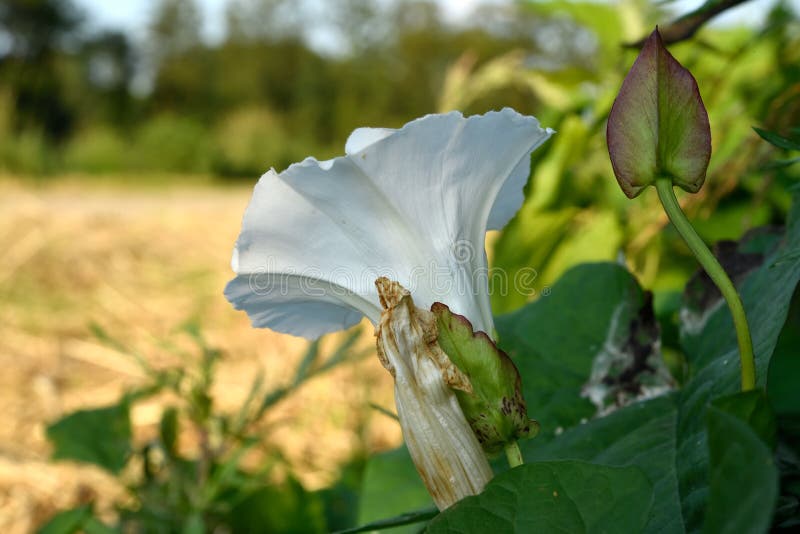 Un Grand Calyx Comme Une Fleur Blanche En Forme De Plante Sauvage à L'ombre  Près D'un Champ Vert Récolté Photo stock - Image du calice, blanc: 157313784