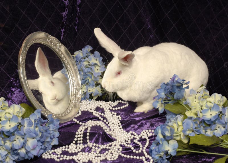 Un grand lapin blanc avec un miroir photos stock