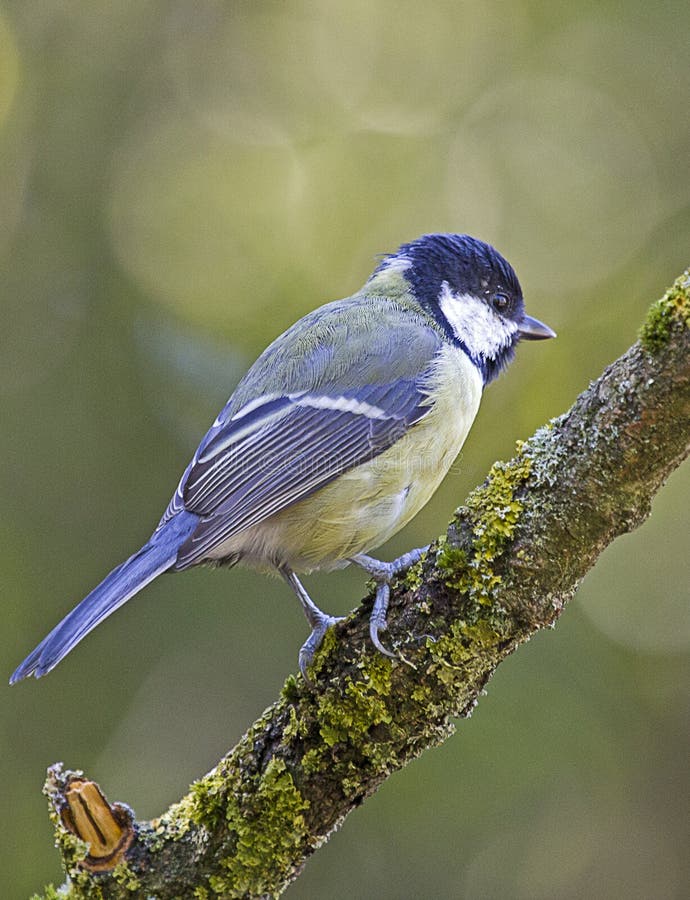 Un grand oiseau de mésange été perché sur un tronçon d'arbre image stock Un grand oiseau de mésange été perché sur un tronçon d'arbre image stock