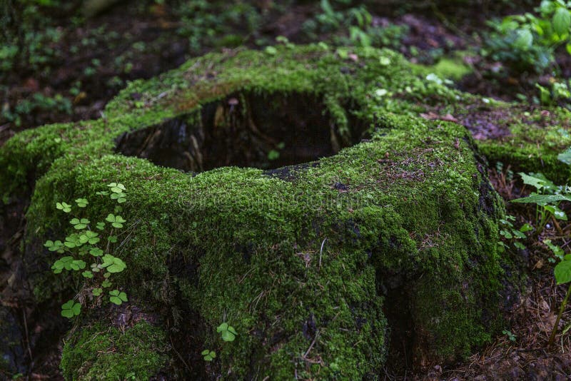 Un grand tronçon couvert de la mousse verte épaisse dans la vue fabuleuse de forêt Plan rapproch? horizontal