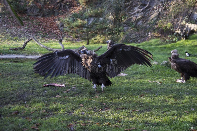 Un grand vautour de griffon avec les ailes ouvertes photo stock Un grand vautour de griffon avec les ailes ouvertes photo stock