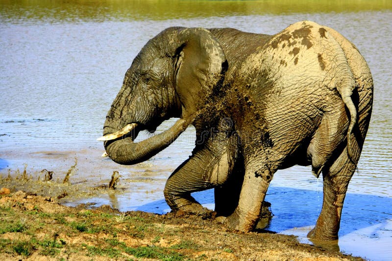 Un grande elefante di toro cattura un bagno di fango immagine stock libera da diritti Un grande elefante di toro cattura un bagno di fango immagine stock libera da diritti
