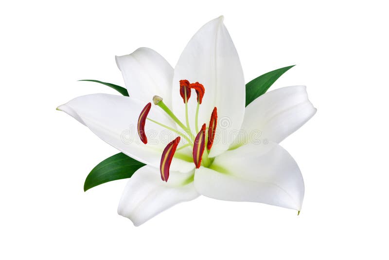 Un grande fiore bianco di filamento con stami rossi, polline e foglie verdi su fondo bianco chiuso isolatamente, modello lilly fl fotografie stock libere da diritti Un grande fiore bianco di filamento con stami rossi, polline e foglie verdi su fondo bianco chiuso isolatamente, modello lilly fl fotografie stock libere da diritti