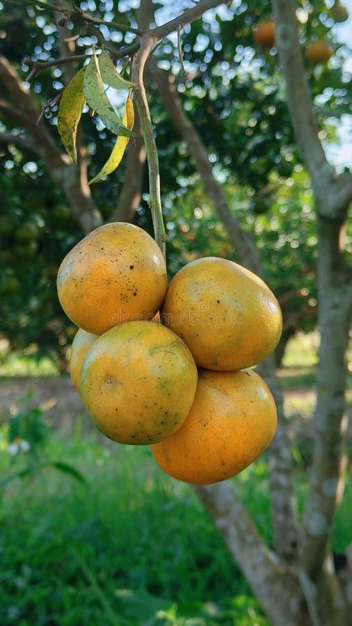 Un grande grappolo di mandarini verdi immagini stock