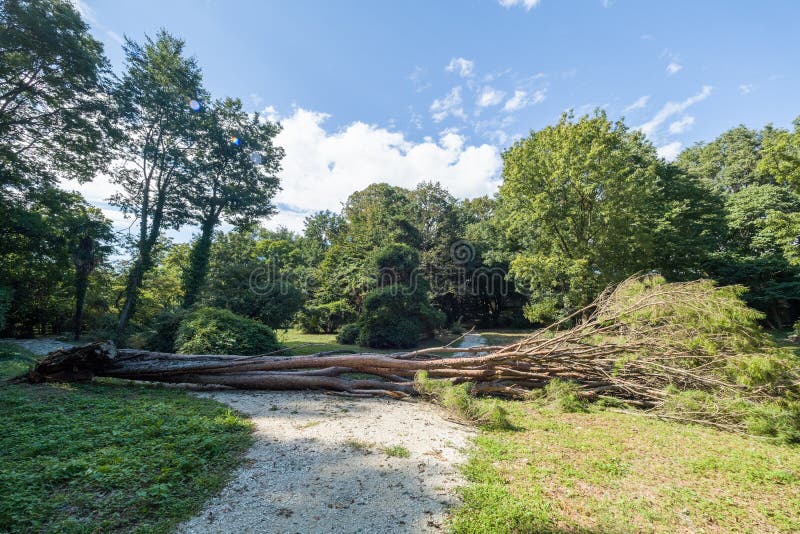 Un grande pino scaricato da un uragano in un parco della città fotografia stock Un grande pino scaricato da un uragano in un parco della città fotografia stock