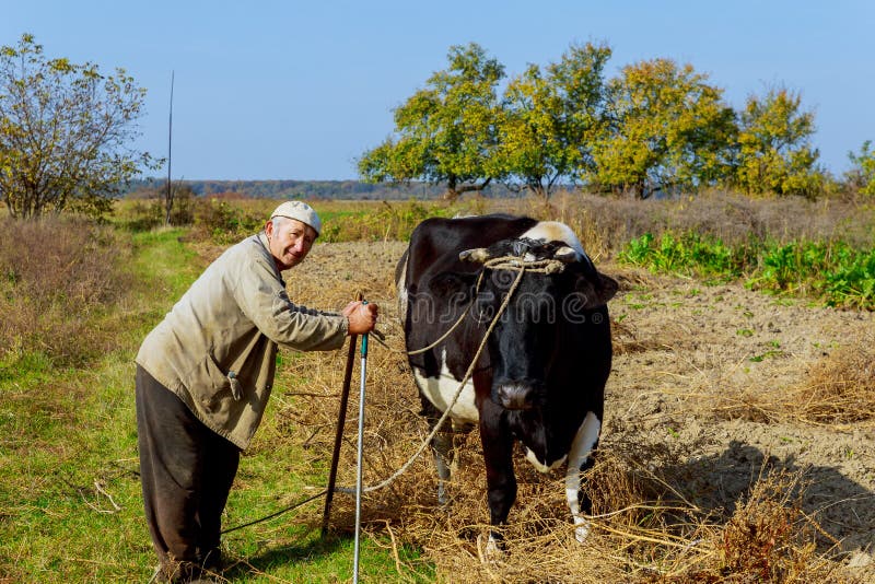 Un granjero cría y acobarda su vaca en naturaleza según tradiciones antiguas El criador siente cada mañana para tener foto de archivo Un granjero cría y acobarda su vaca en naturaleza según tradiciones antiguas El criador siente cada mañana para tener foto de archivo