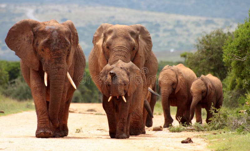 Un gregge dell'elefante che approching immagine stock Un gregge dell'elefante che approching immagine stock