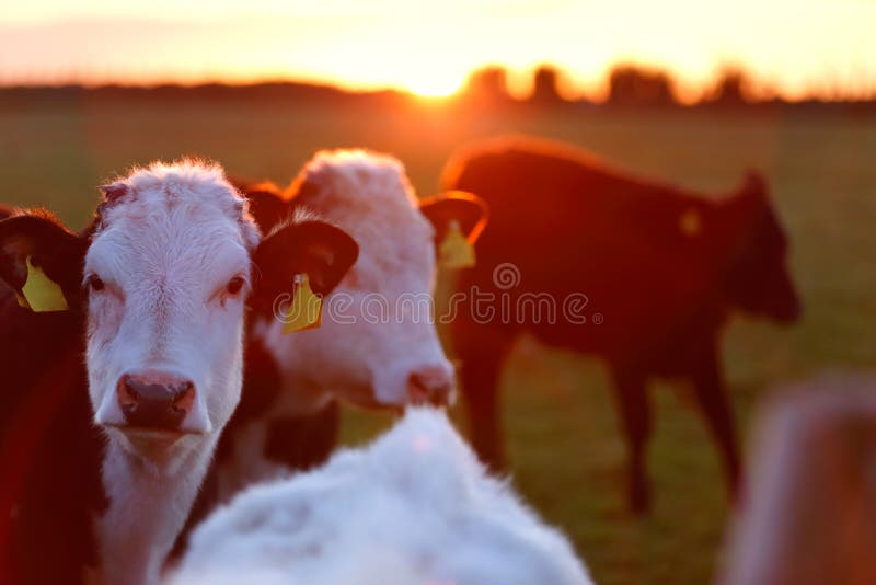 Un gregge delle mucche sul vicolo del prato nell'ovest dell'Irlanda fotografia stock libera da diritti Un gregge delle mucche sul vicolo del prato nell'ovest dell'Irlanda fotografia stock libera da diritti