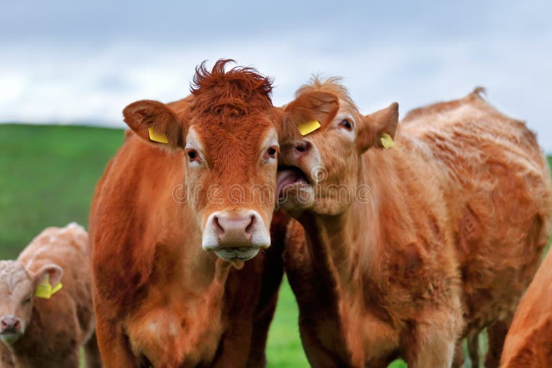 Un gregge delle mucche sul vicolo del prato nell'ovest dell'Irlanda fotografia stock libera da diritti Un gregge delle mucche sul vicolo del prato nell'ovest dell'Irlanda fotografia stock libera da diritti