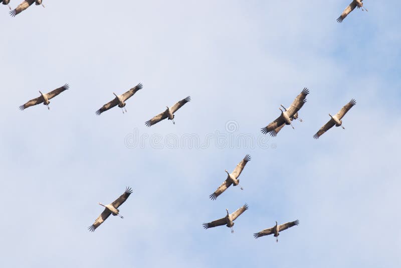 A flock of Common cranes, Grus grus, flying in the air during spring migration, Estonia, Northern Europe. A flock of Common cranes, Grus grus, flying in the air during spring migration, Estonia, Northern Europe.