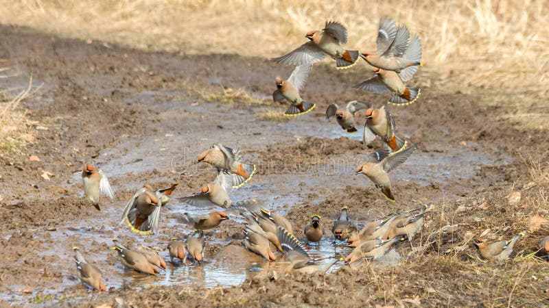 Un gregge di waxwings placa la sete all'inizio della primavera vicino a una pozzanghera.