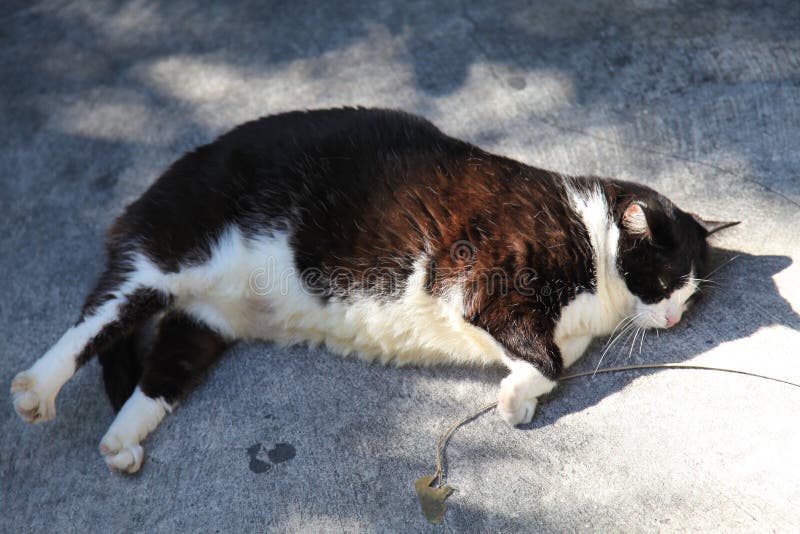 Un gros chat dort photos stock Un gros chat dort photos stock