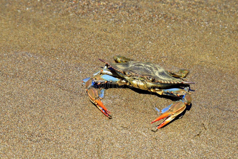 Un grosso granchio azzurro chiama sapidus con artigli grandi seduti sulla sabbia vicino al mare. prelibatezza degli alimenti per l