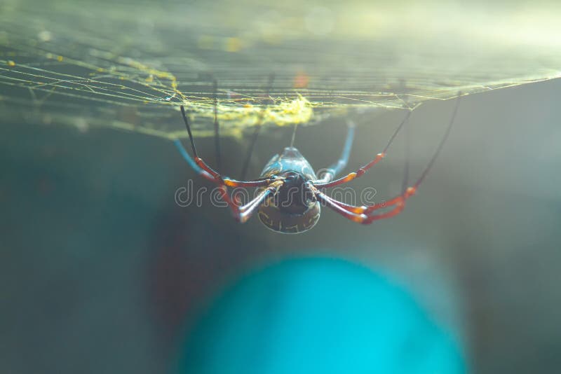 Un grosso ragno sta camminando su una ragnatela. fotografia stock libera da diritti