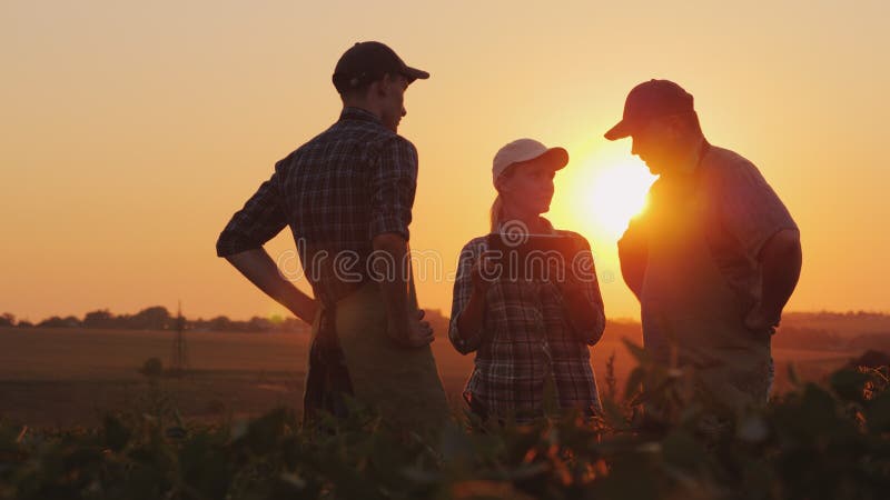 Un groupe d'agriculteurs discutent dans le domaine, utilisant un comprimé Deux hommes et un femme Travail d'équipe à l'agro-indus images stock