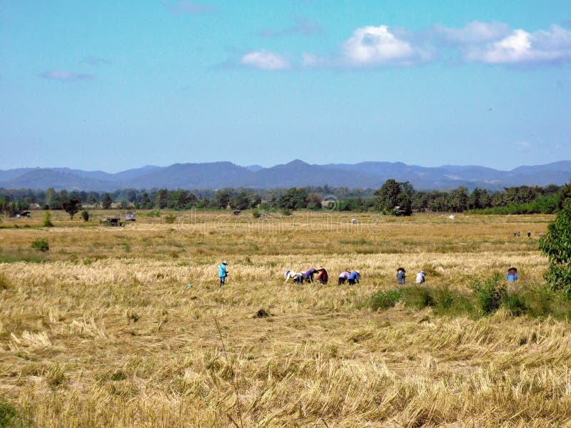 Un groupe d'agriculteurs travaille sur un champ de riz déjà récolté dans le nord de la thaïlande. Une scène rurale le long de la route asiatique 3 ou route 1020 en allant de phayao à la province de chiang rai.