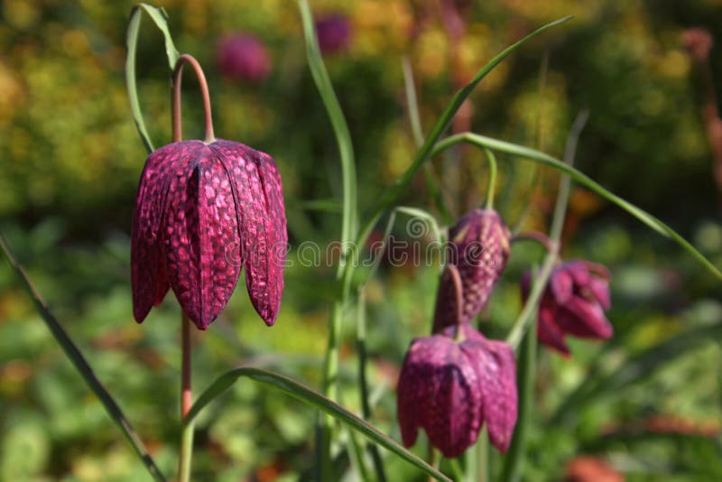 Un groupe d'usines de meleagris de Fritillaria avec des fleurs - un comme Cl photos libres de droits Un groupe d'usines de meleagris de Fritillaria avec des fleurs - un comme Cl photos libres de droits