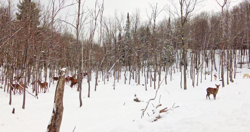 Un groupe de cerfs blancs dans une forêt d'hiver enneigée par jour nuageux banque de vidéos