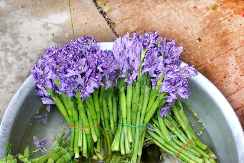 Un Groupe De Jacinthes D'eau Comestibles Est Vendu Sur Un Marché Photo  stock - Image du jacinthe, amour: 162305892