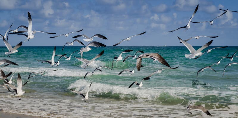 Un Groupe De Mouettes Errant Dans La Plage Image stock - Image du fort