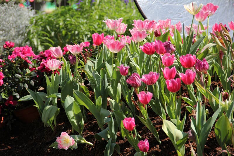 Un groupe de tulipe rose dans le jardin image libre de droits Un groupe de tulipe rose dans le jardin image libre de droits
