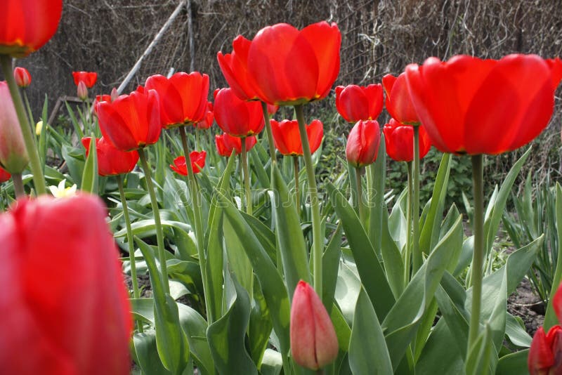 Un groupe de tulipes rouges en parc Matin dans la ros?e, paysage de ressort plan rapproch?, tache floue image stock Un groupe de tulipes rouges en parc Matin dans la ros?e, paysage de ressort plan rapproch?, tache floue image stock