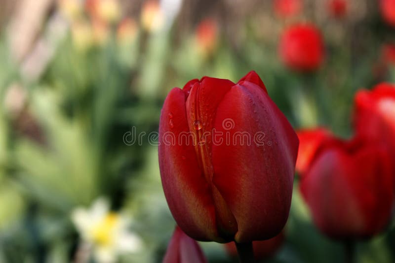 Un groupe de tulipes rouges en parc Matin dans la ros?e, paysage de ressort plan rapproch?, tache floue photographie stock Un groupe de tulipes rouges en parc Matin dans la ros?e, paysage de ressort plan rapproch?, tache floue photographie stock