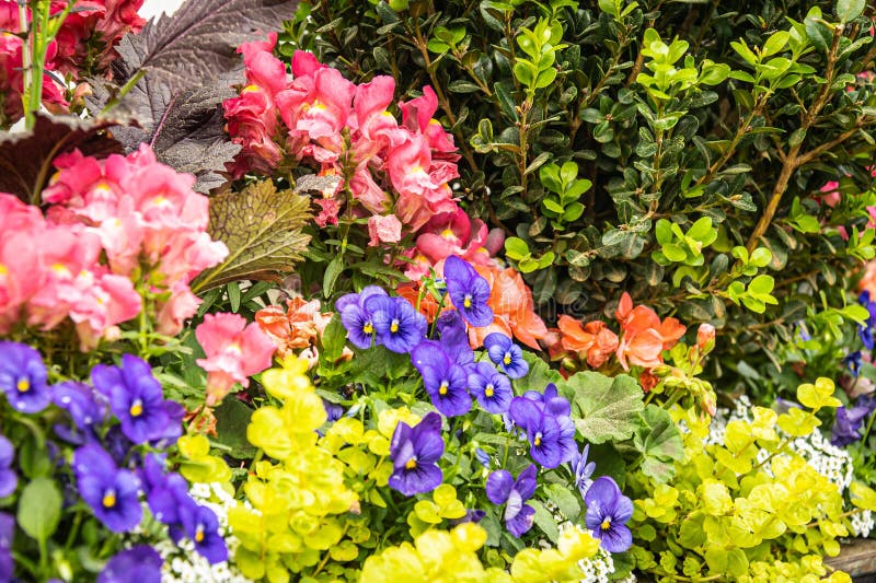 Un grup de flori colorate roșii și violet cu frunze verzi stock images