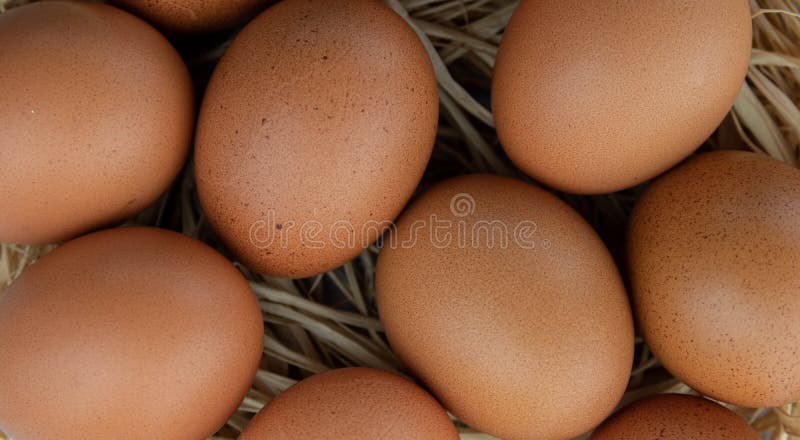 Un grupo de huevos del pollo que mienten en una jerarquía de la paja Primer de la visi?n superior Agricultura imagenes de archivo Un grupo de huevos del pollo que mienten en una jerarquía de la paja Primer de la visi?n superior Agricultura imagenes de archivo