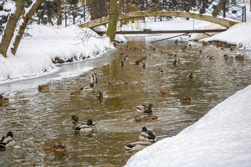 Un grupo grande de patos del pato silvestre nada en la agua fría de una charca en un día de invierno soleado en Wisconsin rural e fotos de archivo Un grupo grande de patos del pato silvestre nada en la agua fría de una charca en un día de invierno soleado en Wisconsin rural e fotos de archivo