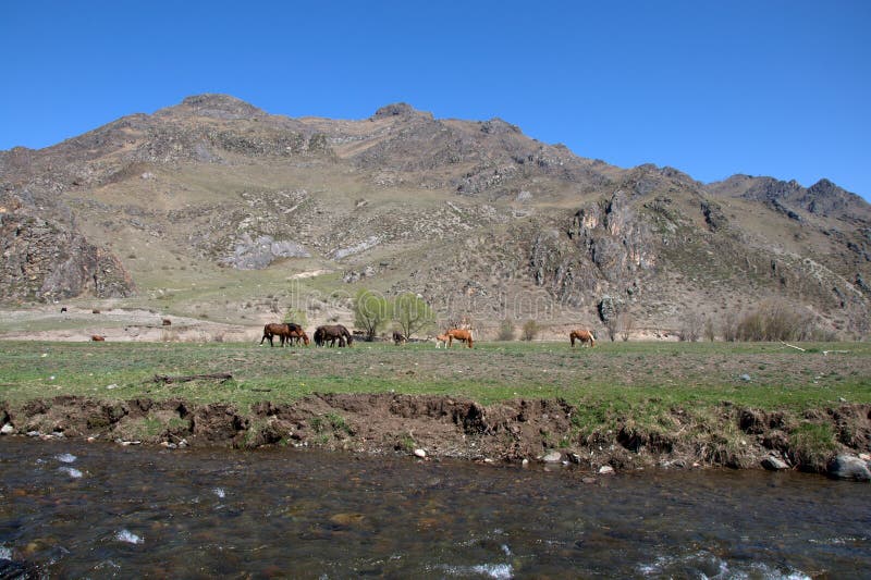 Un gruppo di cavalli pasce in una valle fertile circondata dalle montagne immagine stock Un gruppo di cavalli pasce in una valle fertile circondata dalle montagne immagine stock