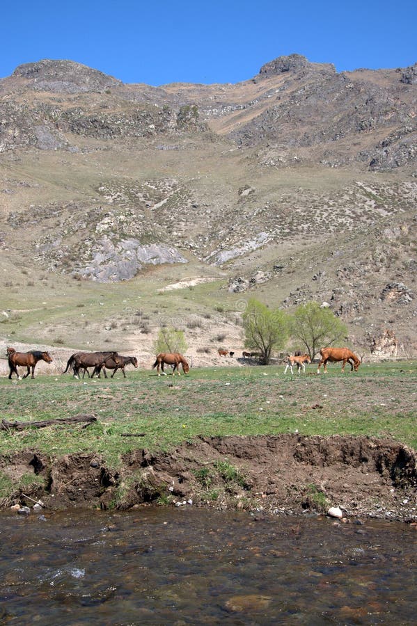 Un gruppo di cavalli pasce in una valle fertile circondata dalle montagne Altai, Siberia, Russia paesaggio immagini stock Un gruppo di cavalli pasce in una valle fertile circondata dalle montagne Altai, Siberia, Russia paesaggio immagini stock