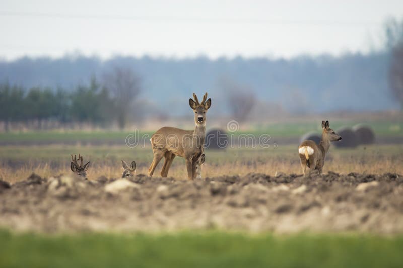 A group of deer in the field, March day, Czulczyce, Poland. A group of deer in the field, March day, Czulczyce, Poland