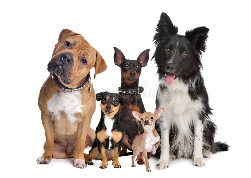 Un gruppo di cinque cani