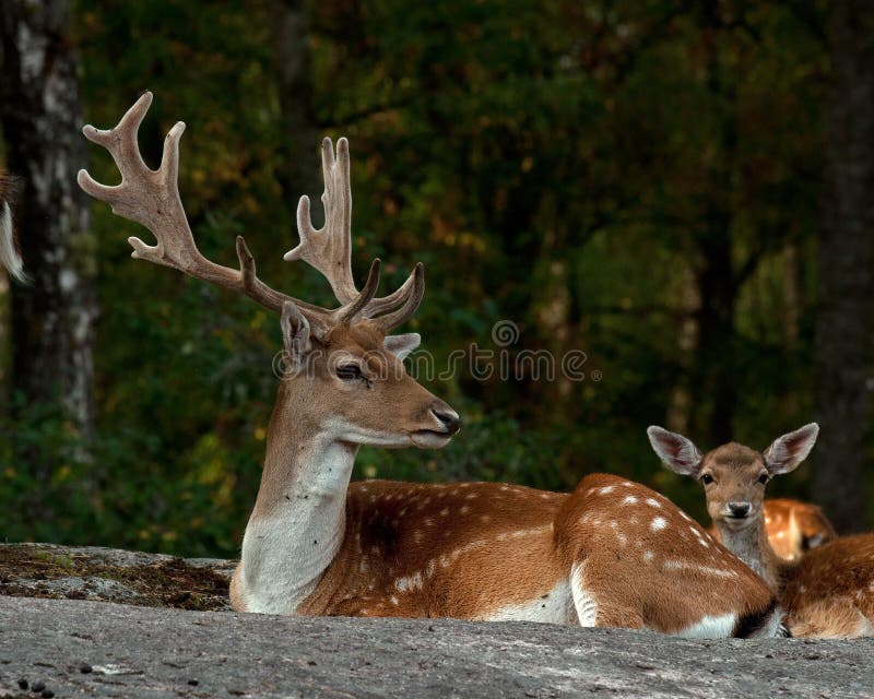 The fallow deer, Dama dama is a ruminant mammal belonging to the family Cervidae. This common species is native to Europe. The male fallow deer is known as a buck, the female is a doe, and the young a fawn. The fallow deer, Dama dama is a ruminant mammal belonging to the family Cervidae. This common species is native to Europe. The male fallow deer is known as a buck, the female is a doe, and the young a fawn.