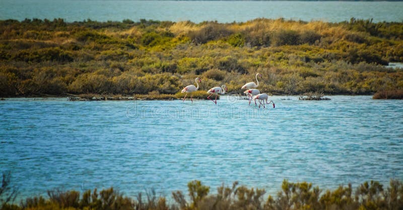 Fenicotteri Rosa Sardegna Foto Foto Stock Gratis E Royalty Free Da Dreamstime