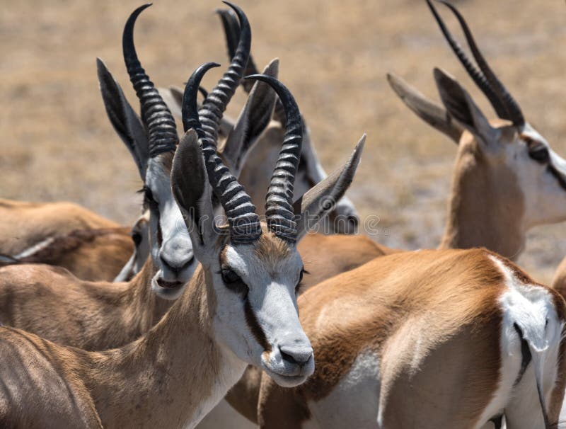 Un gruppo di melampus maschio del Aepyceros delle antilopi dell'impala in Nxai Pan National Park, Botswana fotografie stock Un gruppo di melampus maschio del Aepyceros delle antilopi dell'impala in Nxai Pan National Park, Botswana fotografie stock