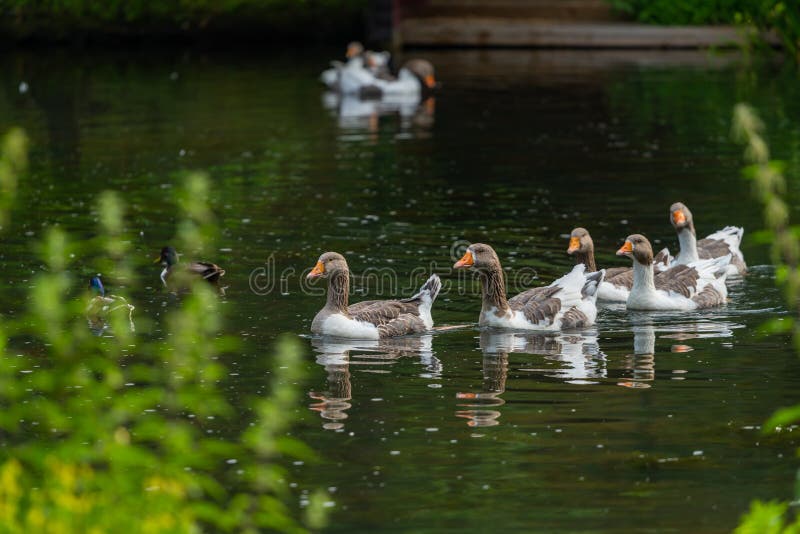 Un gruppo di oche selvatiche nuota felicemente in uno stagno fotografie stock libere da diritti Un gruppo di oche selvatiche nuota felicemente in uno stagno fotografie stock libere da diritti