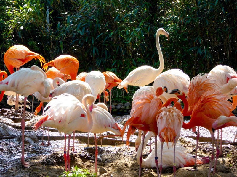 Un gruppo di ruber di pterus di Phoenico al parco di animale selvatico di Shanghai immagini stock libere da diritti Un gruppo di ruber di pterus di Phoenico al parco di animale selvatico di Shanghai immagini stock libere da diritti