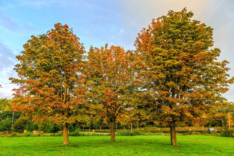 Un gruppo di tre ippocastani, aesculus hippocastanum, nei colori di autunno immagine stock Un gruppo di tre ippocastani, aesculus hippocastanum, nei colori di autunno immagine stock