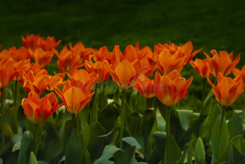 Un gruppo di tulipani arancioni immagini stock libere da diritti Un gruppo di tulipani arancioni immagini stock libere da diritti