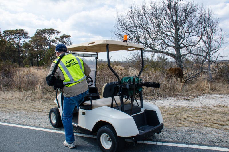 Un guarda del parque de la patrulla del potro en costa nacional de la isla de Assateague reúne los caballos salvajes imágenes de archivo libres de regalías Un guarda del parque de la patrulla del potro en costa nacional de la isla de Assateague reúne los caballos salvajes imágenes de archivo libres de regalías