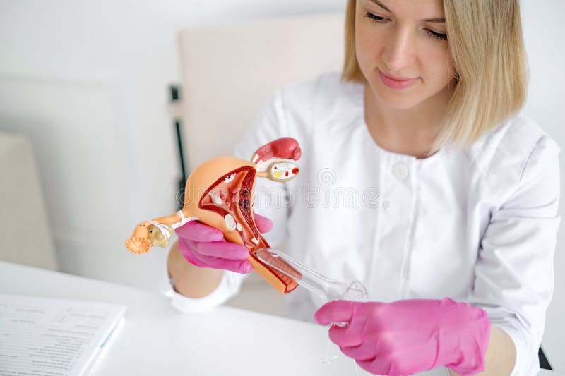 Un gynécologue montre aux étudiants en médecine le processus d'introduction du spéculum sur un modèle anatomique de l'utérus images stock