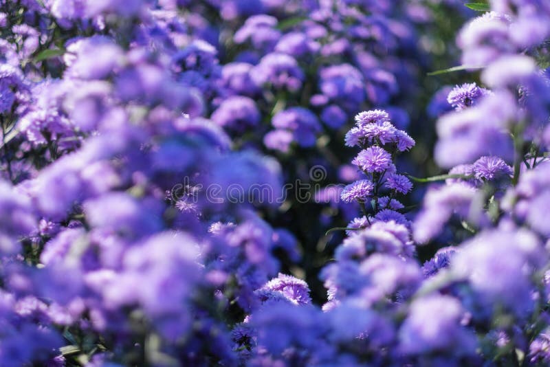 Closeup image of a beautiful purple Margaret flower field. Closeup image of a beautiful purple Margaret flower field