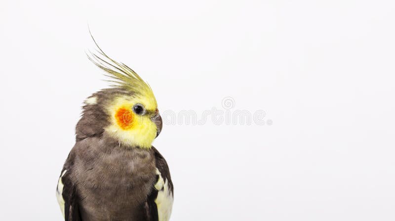 un hollandicus gris del Nymphicus del cockatiel delante del fondo blanco imagen de archivo libre de regalías un hollandicus gris del Nymphicus del cockatiel delante del fondo blanco imagen de archivo libre de regalías