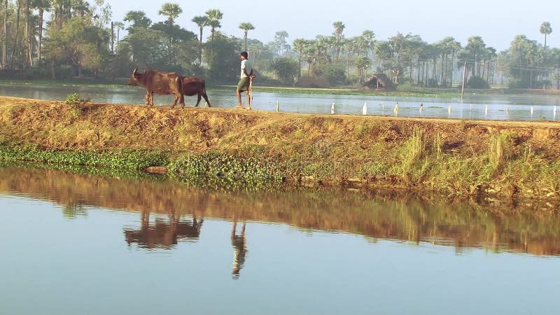 Un hombre camina su búfalo, hombre que camina su hogar del búfalo a través del agua de la reflexión del camino