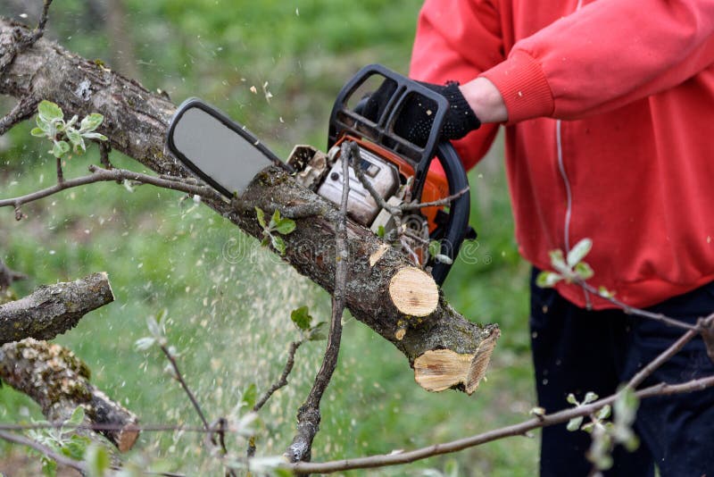 Un Hombre Corta Un árbol Con Una Motosierra. Poda De árboles. Foto de  archivo - Imagen de hombre, madera: 210915828