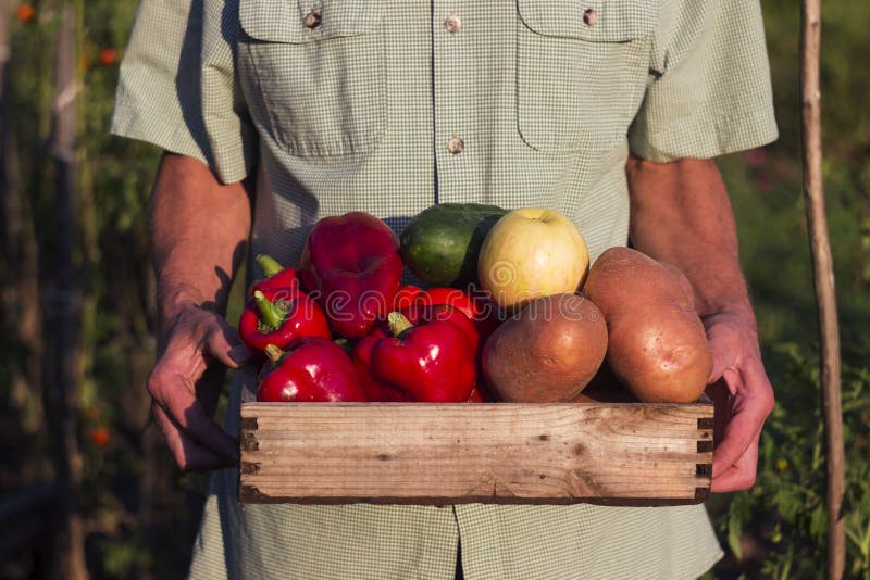 Un hombre en una camisa de tela escocesa sostiene una caja de madera con las verduras: pimienta roja, patatas, pepino, manzana Co imagen de archivo libre de regalías Un hombre en una camisa de tela escocesa sostiene una caja de madera con las verduras: pimienta roja, patatas, pepino, manzana Co imagen de archivo libre de regalías